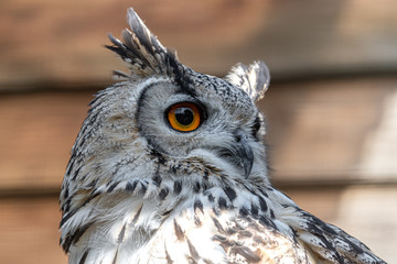 Close up Head Shot Beautiful Snowy Owl