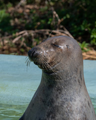 Tame Seal Waiting for it's Food