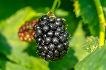 Blackberries some ripe, some not growing wild