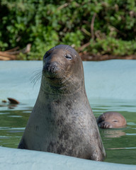 Obraz premium Tame Seal Waiting for it's Food