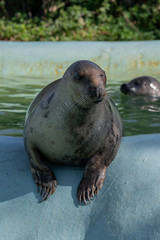 Obraz premium Tame Seal Waiting for it's Food