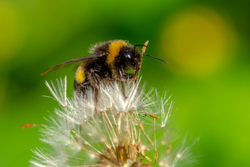 Beautiful  Bee macro in green nature - Stock Image
