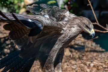 Tawny Eagle With its Wings Spread Out