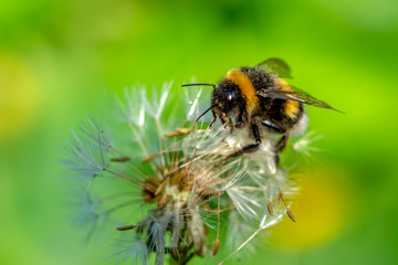 Beautiful  Bee macro in green nature - Stock Image
