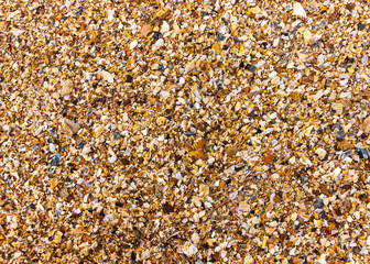A background of crushed seashells on a beautiful, sandy beach.