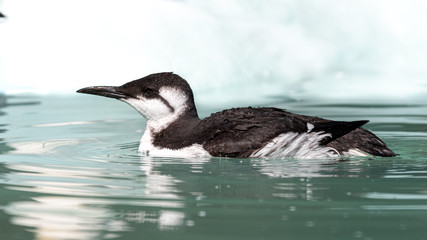 Common guillemot Swimming in Water 