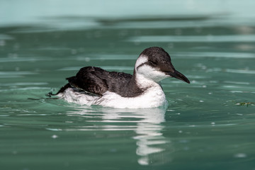 Common guillemot Swimming in Water 