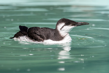 Common guillemot Swimming in Water 