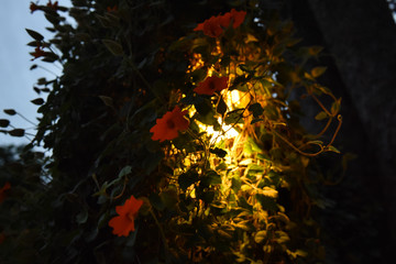 lantern in garden