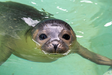 Naklejka premium Young Grey or Harbor Seal Pup in a Pool