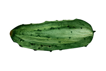 watercolor illustration. hand drawing. one green cucumber on a white background.