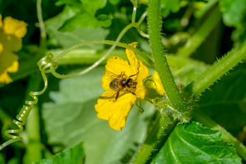 Beautiful  Bee macro in green nature - Stock Image