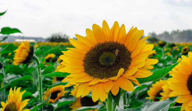 una flor de girasol con una aveja