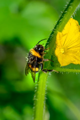 Beautiful  Bee macro in green nature - Stock Image