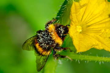 Beautiful  Bee macro in green nature - Stock Image