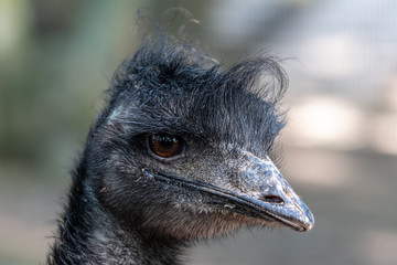Close Head Shot Portrait of an Emu