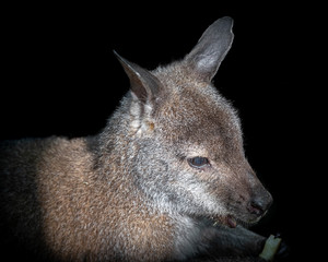 Fototapeta premium Young Wallaby Eating Fresh Vegetables