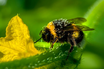 Beautiful  Bee macro in green nature - Stock Image