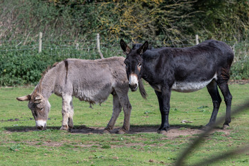 Obraz na płótnie Canvas Pair of Donkey's in a Field