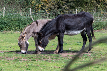 Pair of Donkey's in a Field