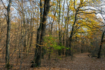 Autumn forest in the Pilis, Hungary.