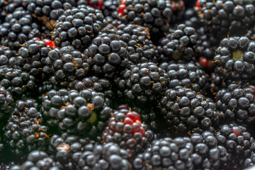 Blackberries some ripe, some not growing wild
