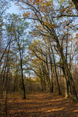 Fototapeta na wymiar Autumn forest in the Pilis, Hungary.