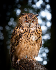 Eurasian Eagle Owl Perched on an Old Log