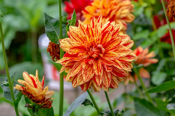 Macro shot of field flowers - Stock Image
