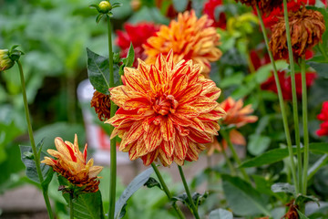 Macro shot of field flowers - Stock Image