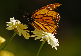 butterfly on flower