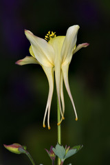 Obraz premium lily on black