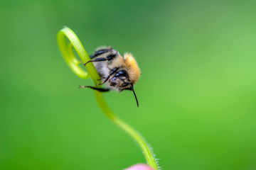 Beautiful  Bee macro in green nature - Stock Image