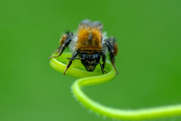 Beautiful  Bee macro in green nature - Stock Image