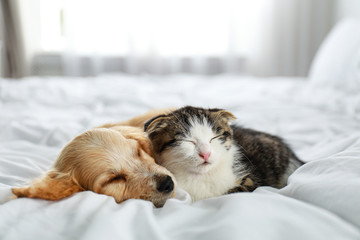 Adorable little kitten and puppy sleeping on bed indoors © New Africa