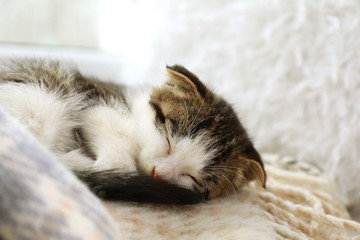 Adorable little kitten sleeping on blanket indoors, closeup