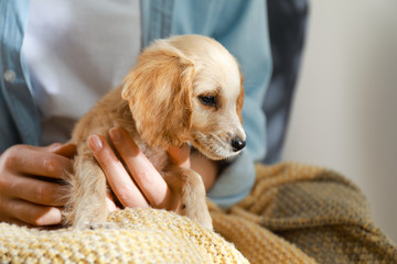 Owner with cute English Cocker Spaniel puppy, closeup