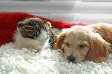 Adorable little kitten and puppy sleeping on plaid indoors