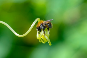 Beautiful  Bee macro in green nature - Stock Image