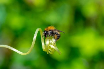 Beautiful  Bee macro in green nature - Stock Image