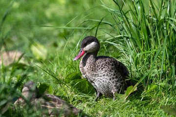 Bahama Pintail Duck Resting in Grass
