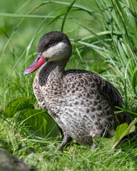 Bahama Pintail Duck Resting in Grass