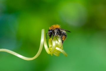 Beautiful  Bee macro in green nature - Stock Image