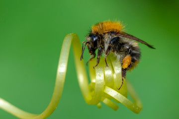 Beautiful  Bee macro in green nature - Stock Image