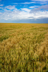 Fields of gold and green wheat below a partly cloudy sky 
