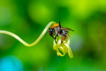 Beautiful  Bee macro in green nature - Stock Image