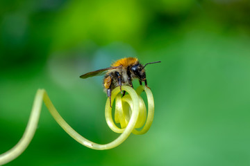 Beautiful  Bee macro in green nature - Stock Image