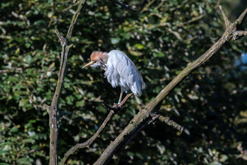Cattle Egret Perched in a Tree