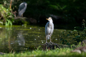 Cattle Egret Standing on a Rock Near a Pond