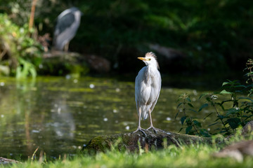 Cattle Egret Standing on a Rock Near a Pond